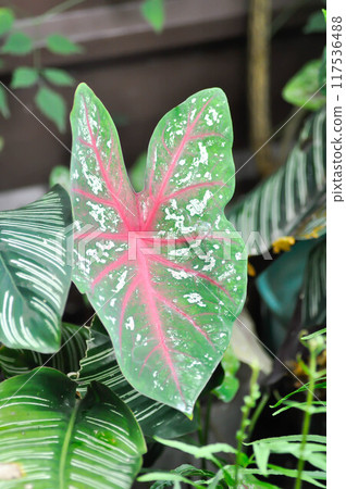 Caladium, Caladium Bicolor Vent or Caladium bicolor or pink and green leaf 117536488