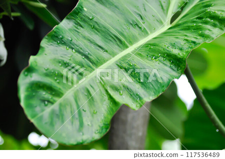 Paraiso Verde or Philodendron paraiso verde or verdant paradise or Philodendron paraiso 117536489