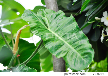 Paraiso Verde or Philodendron paraiso verde or verdant paradise or Philodendron paraiso 117536490