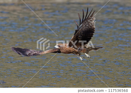 black kite flying on the water surface 117536568