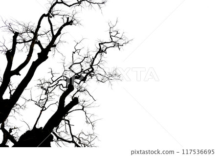 Dead tree with branches isolated on white background. Dead tree with branches isolated on white background. 117536695