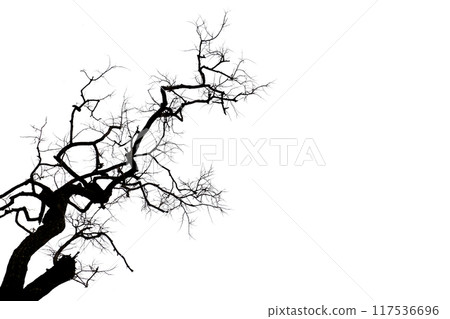 Dead tree with branches isolated on white background. Dead tree with branches isolated on white background. 117536696