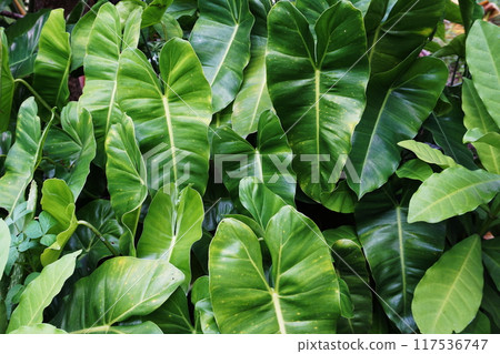 Abstract green tropical leaves nature background 117536747