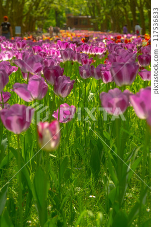 Flowers lilac tulips in the city park, bottom view. Blurred foreground 117536833
