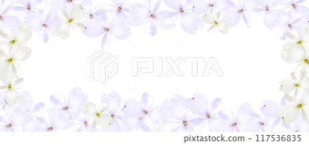 Beautiful soft lilac dogwood flowers isolated on a white background Beautiful soft lilac dogwood flowers isolated on a white background 117536835