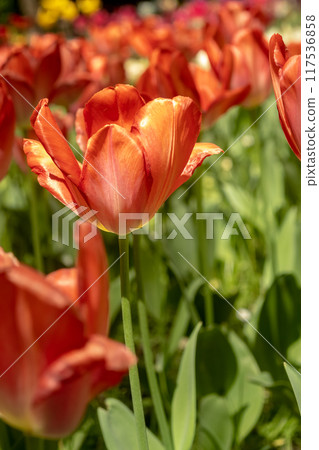 close up red Tulips in a meadow. Blurred foreground. 117536858