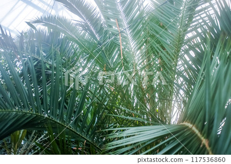 Big leaves of date palm in the greenhouse of the winter garden. Blur Big leaves of date palm in the greenhouse of the winter garden. Blur 117536860