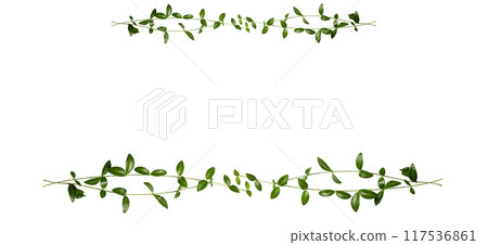 Frame with green branches isolated on white background. Top view, copy Frame with green branches isolated on white background. Top view, copy 117536861