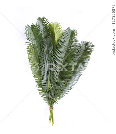 Phoenix roebelenii, The green leaves have branch tied together. 117536872