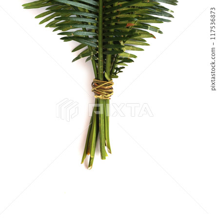 Phoenix roebelenii, The green leaves have branch tied together. 117536873