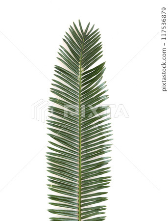 Phoenix roebelenii, The front of the green leaves have branch. 117536879