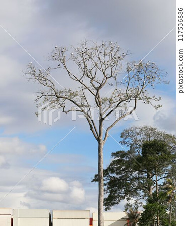 Many Asian Openbill were sitting on the branches of a large tree. 117536886