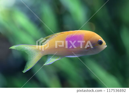 The Lyretail basslet or Sea goldie is a small fish. 117536892