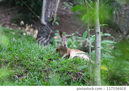 Kangaroo is lounging and curious in a temperate forest. Kangaroo is lounging and curious in a temperate forest. 117536928