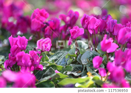 Cyclamen flowers are blooming beautifully in the flower beds. Cyclamen flowers are blooming beautifully in the flower beds. 117536950