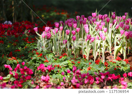 Pink tulips are blooming in a flower bed surrounded by colorful flowers. Pink tulips are blooming in a flower bed surrounded by colorful flowers. 117536954
