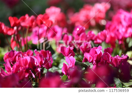 Cyclamen flowers are blooming beautifully in the flower beds. 117536959