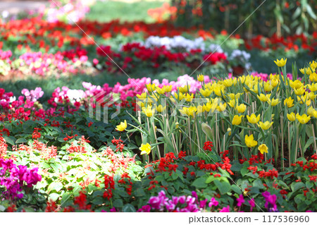 Yellow tulips are blooming in a flower bed surrounded by colorful flowers. Yellow tulips are blooming in a flower bed surrounded by colorful flowers. 117536960