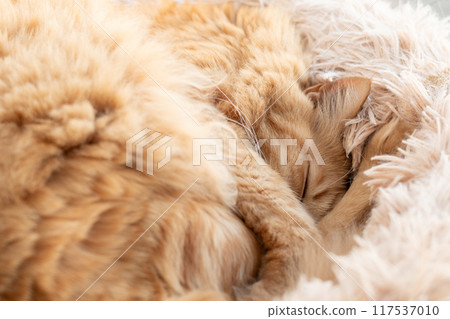 Cat sleeping by the window Tea tabby cat Cat sleeping by the window Tea tabby cat 117537010