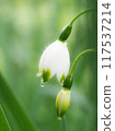Snowdrop with drops 117537214