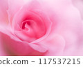 Pink rose petals 117537215