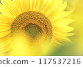 The big sunflower 117537216