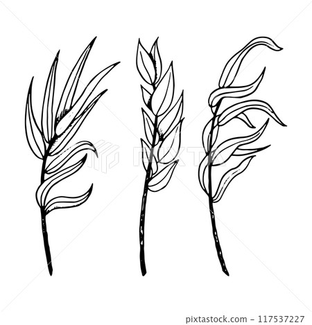 Outline myrtle and willow branches black and white vector Illustration set. Elegant twigs ink sketch and symbolic plants for Jewish Sukkot holiday species Outline myrtle and willow branches black and white vector Illustration set. Elegant twigs ink sketch and symbolic plants for Jewish Sukkot holiday species 117537227