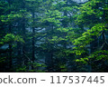 Deep woods  117537445