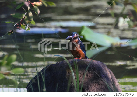 A kingfisher perches on a rock in a lotus pond and holds a small fish in its mouth at Heisei no Mori Park, Shimoyatsubayashi, Kawajima-cho, Hiki-gun, Saitama Prefecture A kingfisher perches on a rock in a lotus pond and holds a small fish in its mouth at Heisei no Mori Park, Shimoyatsubayashi, Kawajima-cho, Hiki-gun, Saitama Prefecture 117537579