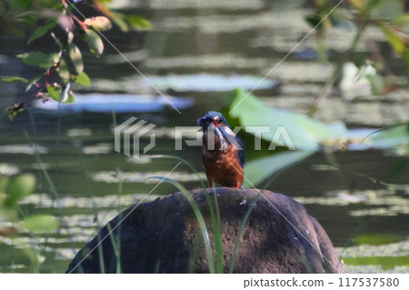 A kingfisher perches on a rock in a lotus pond and holds a small fish in its mouth at Heisei no Mori Park, Shimoyatsubayashi, Kawajima-cho, Hiki-gun, Saitama Prefecture A kingfisher perches on a rock in a lotus pond and holds a small fish in its mouth at Heisei no Mori Park, Shimoyatsubayashi, Kawajima-cho, Hiki-gun, Saitama Prefecture 117537580