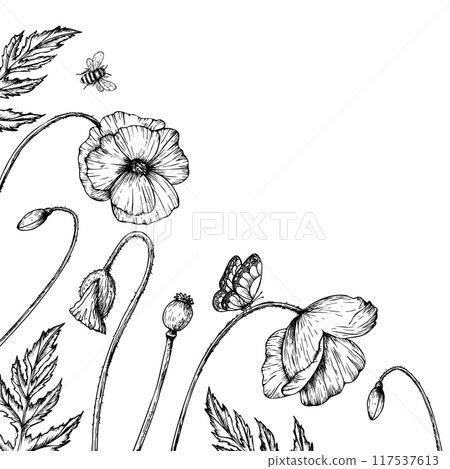 Vector frame, postcard with poppies, butterflies and bumblebee. Hand painted linear papaver flowers. Graphic daisy isolated on background. Botanical and wedding illustration. For designers 117537613