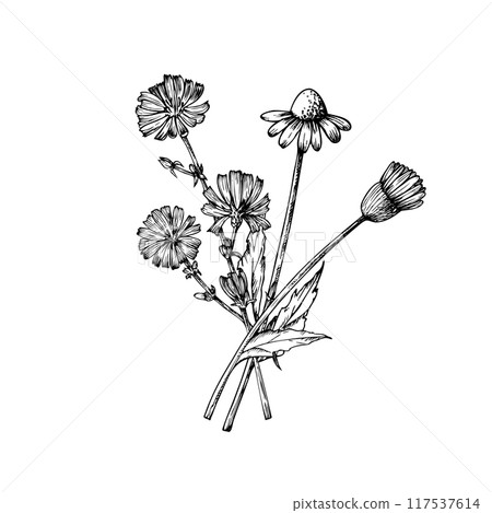 Vector bouquet of wild flowers. Chamomiles and chicory. Hand painted linear flowers. Graphic daisy isolated on background. Botanical and wedding illustration. For designers, invitations, decoration 117537614