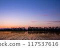 Rice fields after planting and the sunset 117537616
