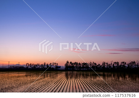 Rice fields after planting and the sunset 117537616