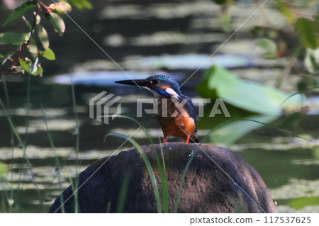 A kingfisher perched on a rock in a lotus pond at Heisei no Mori Park, Shimoyatsubayashi, Kawajima-cho, Hiki-gun, Saitama Prefecture 117537625