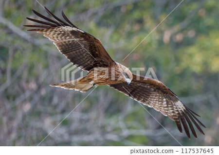 A black kite glides in search of prey 117537645