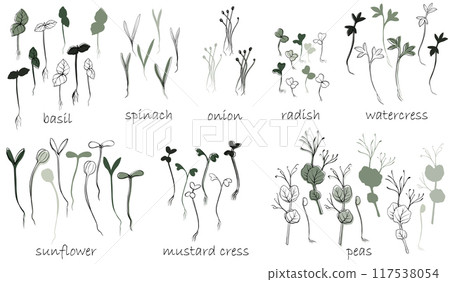 hand drawn microgreens vector illustration. Contour sprouts of watercress, spinach, mustard cress and peas, radish, onion, sunflower, basil plant. Set for menu, logo, microelements, healthy lifestyle 117538054