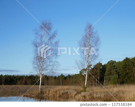 兩棵白樺樹和美麗的藍天 兩棵白樺樹和美麗的藍天 117538184