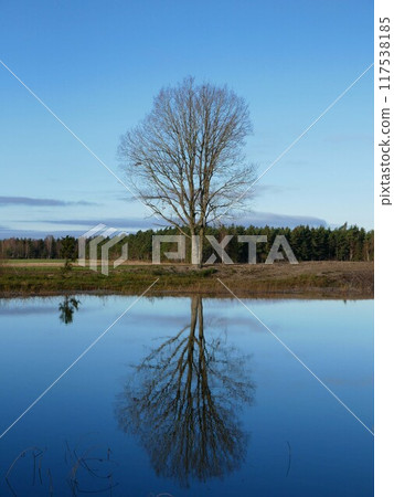 一棵大樹和美麗的藍天 117538185