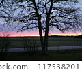 美麗的日落和一棵大樹的剪影 117538201