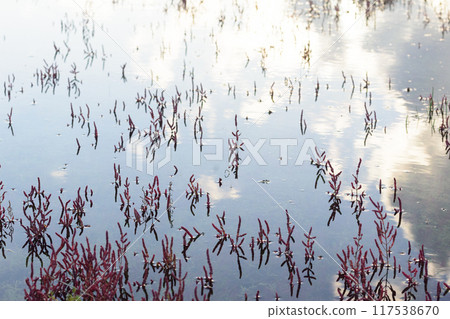 Submerged red coral grass Submerged red coral grass 117538670