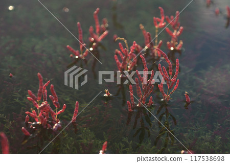 紅珊瑚草淹沒在水中 117538698