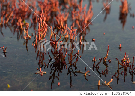 Submerged red coral grass 117538704