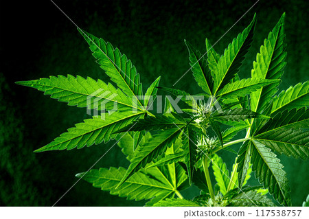 Cannabis plant with green leaves and white flowers 117538757