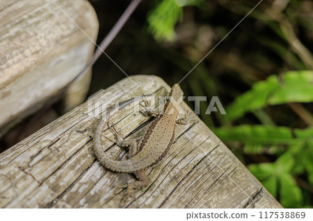 Italian lizard resting on a tree Italian lizard resting on a tree 117538869