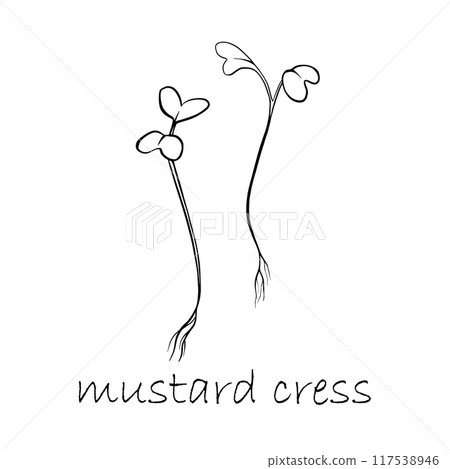 Mustard cress microgreens vector hand drawn illustration. Contour plant. Sprouts of mustard cress plant. Set for menu, logo, packaging of proper nutrition, microelements, healthy lifestyle 117538946