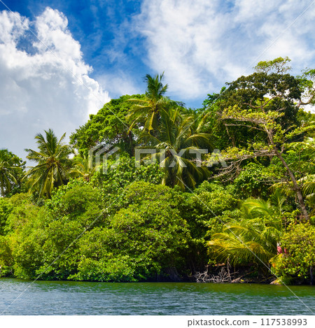 Palm trees, mangroves and other tropical trees against a blue sky. Palm trees, mangroves and other tropical trees against a blue sky. 117538993
