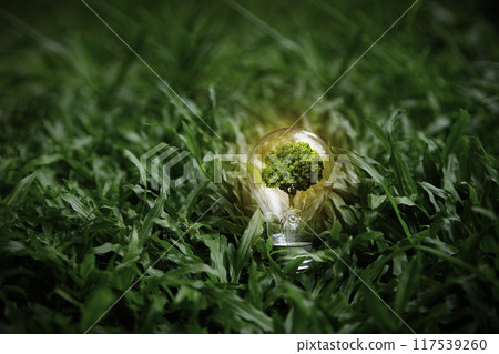 Energy Renewable sustainable. green tree in bulb on nature green grass background. light bulb energy sources for renewable. idea innovation inspiration. Net zero emission Environmental protection. Energy Renewable sustainable. green tree in bulb on nature green grass background. light bulb energy sources for renewable. idea innovation inspiration. Net zero emission Environmental protection. 117539260