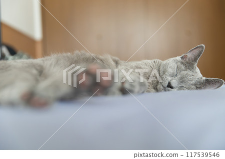Dozing Russian Blue Dozing Russian Blue 117539546