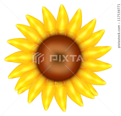 Sunflower blossom. Realistic summer flower with yellow petals 117539771
